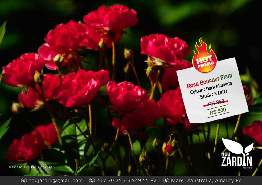 Rose Plant - Promo sale  on Aster Vender