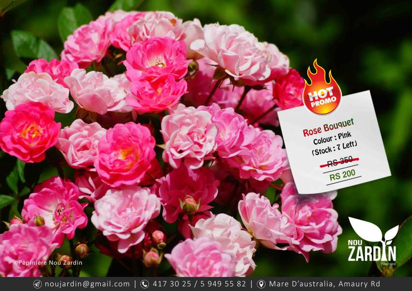 Rose Plant - Promo sale