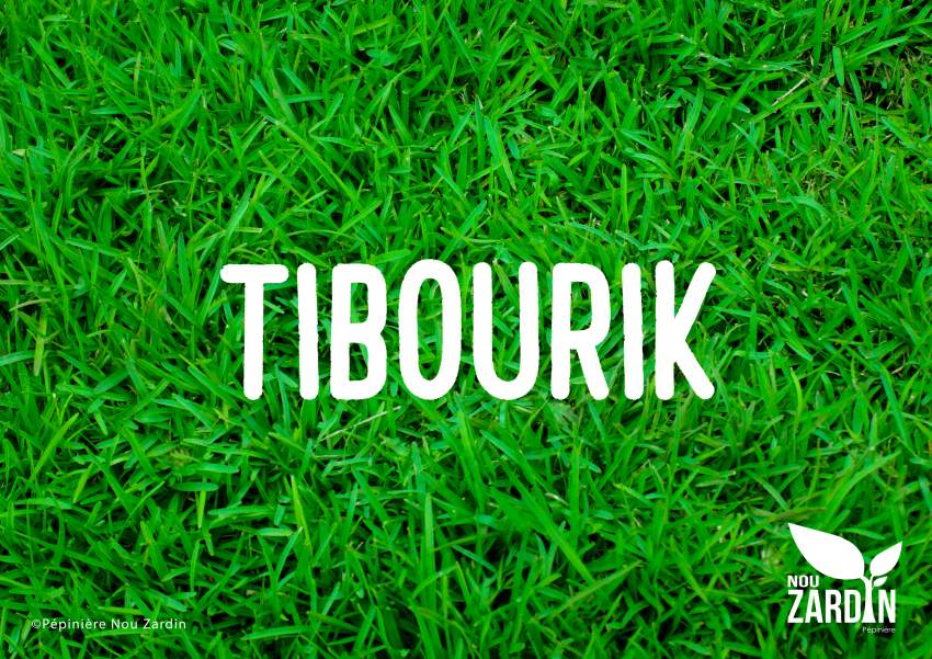 Tibourik Lawn - Promo sale - Call on 5 949 55 82 - Plants and Trees on Aster Vender