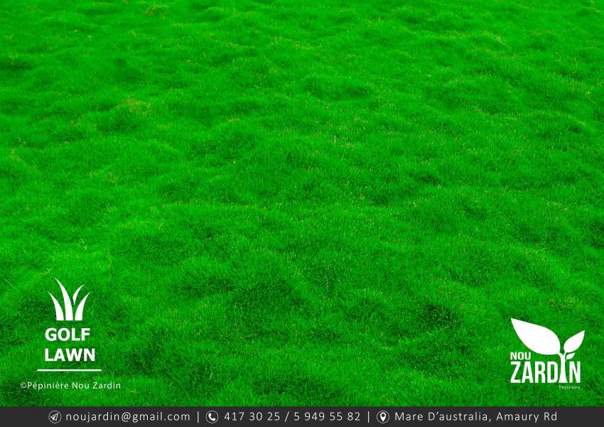 Golf Lawn Promo sale - Call on 5 949 55 82 - 2 - Plants and Trees  on Aster Vender