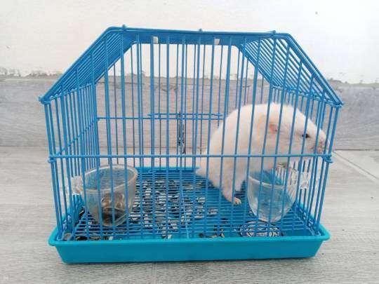 Cage with hamster - 0 - Hamsters  on Aster Vender