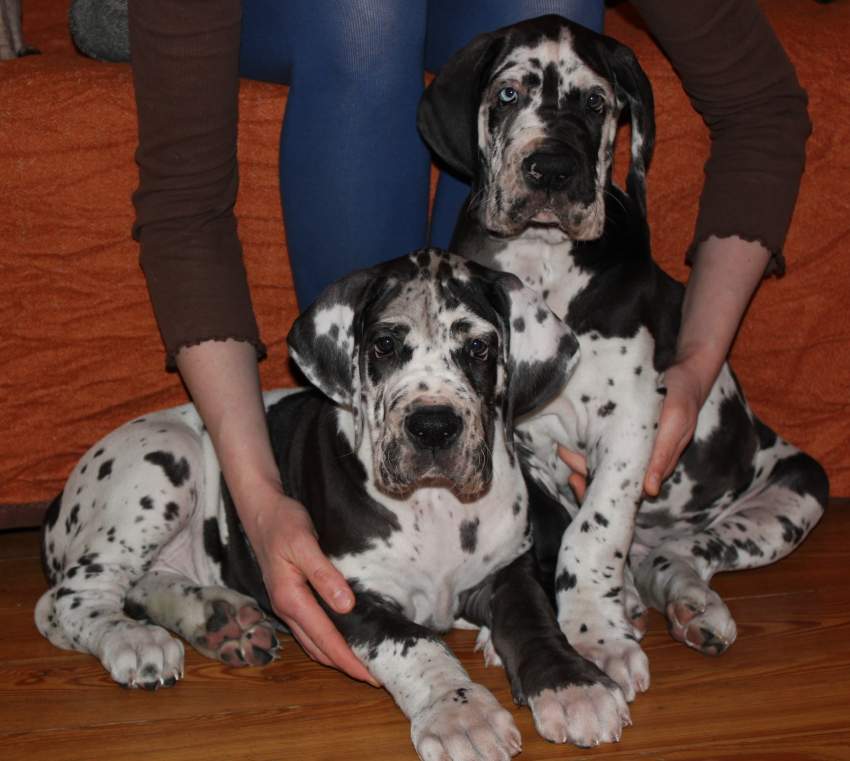 Great Dane puppies available on Aster Vender