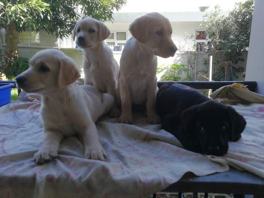 Labrador retriever puppies  - 2 - Dogs  on Aster Vender