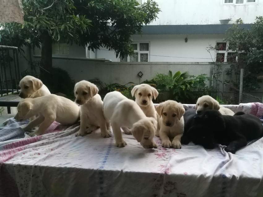 Labrador retriever puppies  - 3 - Dogs  on Aster Vender