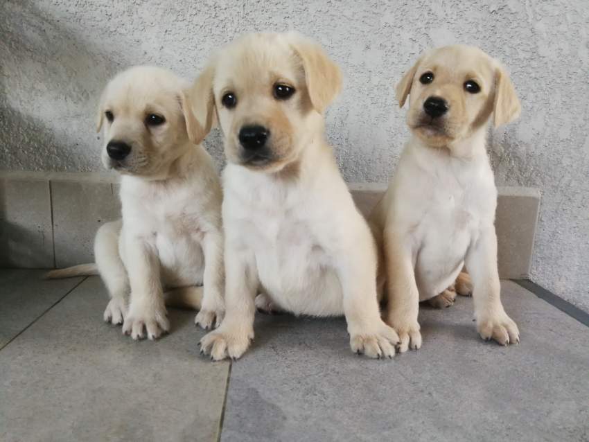 Labrador retriever puppies  - 1 - Dogs  on Aster Vender