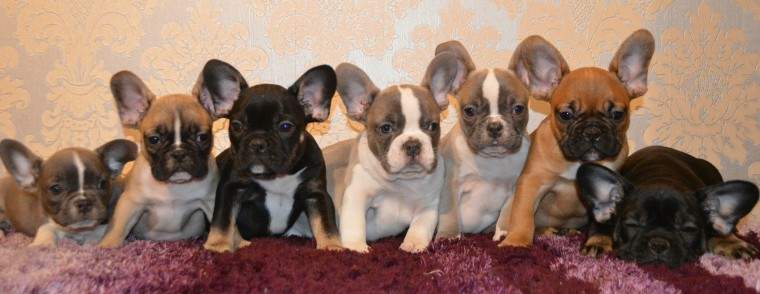 French bulldog puppies ready now on Aster Vender