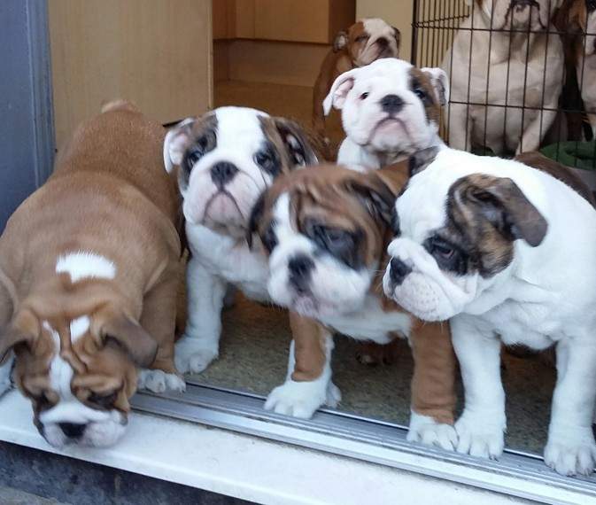 ENGLISH BULLDOG PUPPIES FOR ADOPTION on Aster Vender