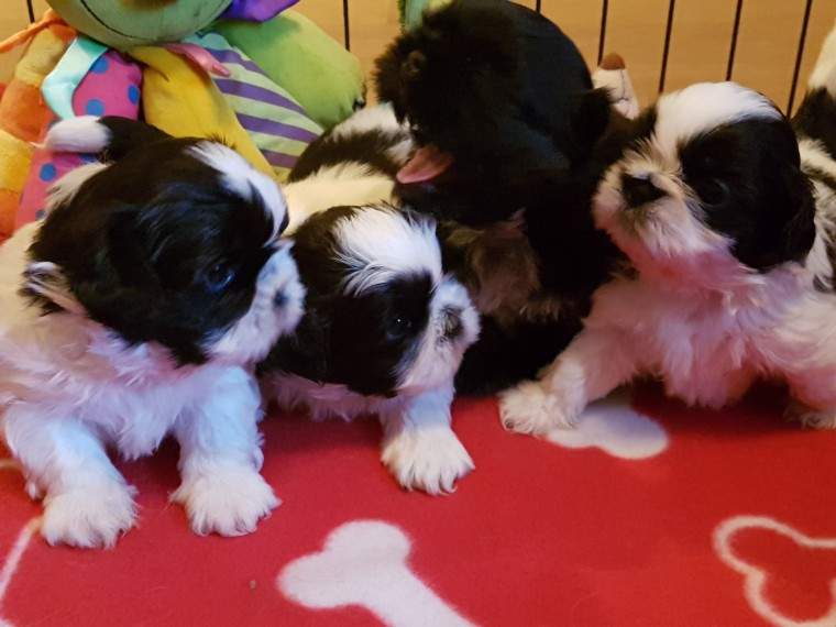 Shih Tzu Puppies ready now on Aster Vender