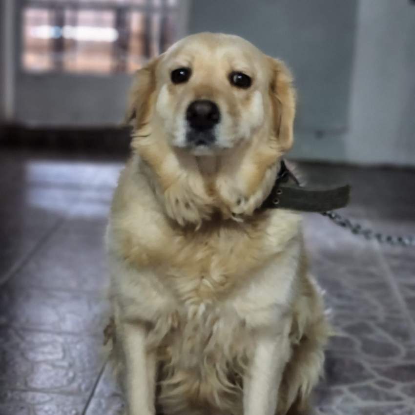 Dog on sale - 0 - Dogs  on Aster Vender