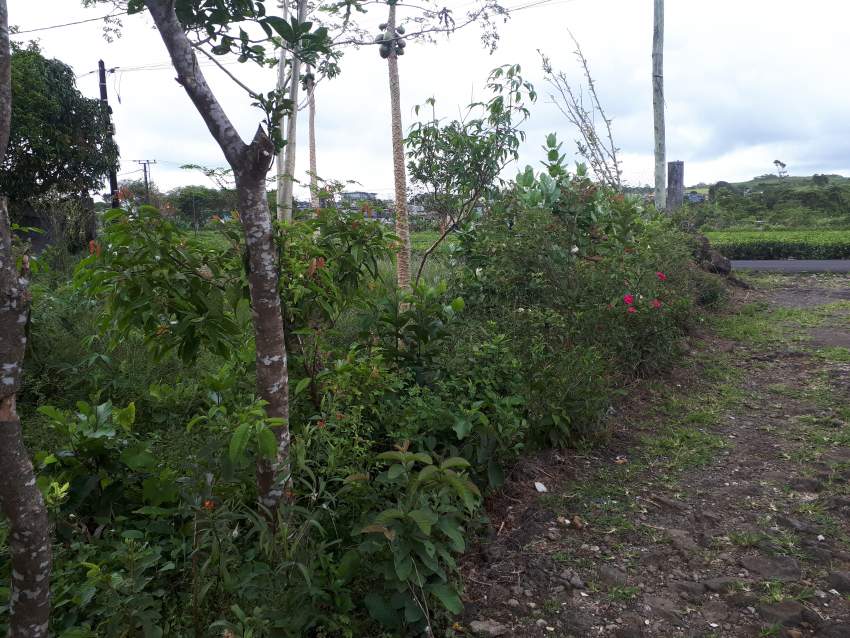 Residential land for sale  - 5 - Land  on Aster Vender