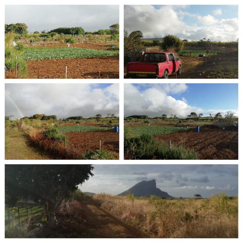 1 A 50 P Agricultural in Hollywood, Vacoas.  - 0 - Land  on Aster Vender