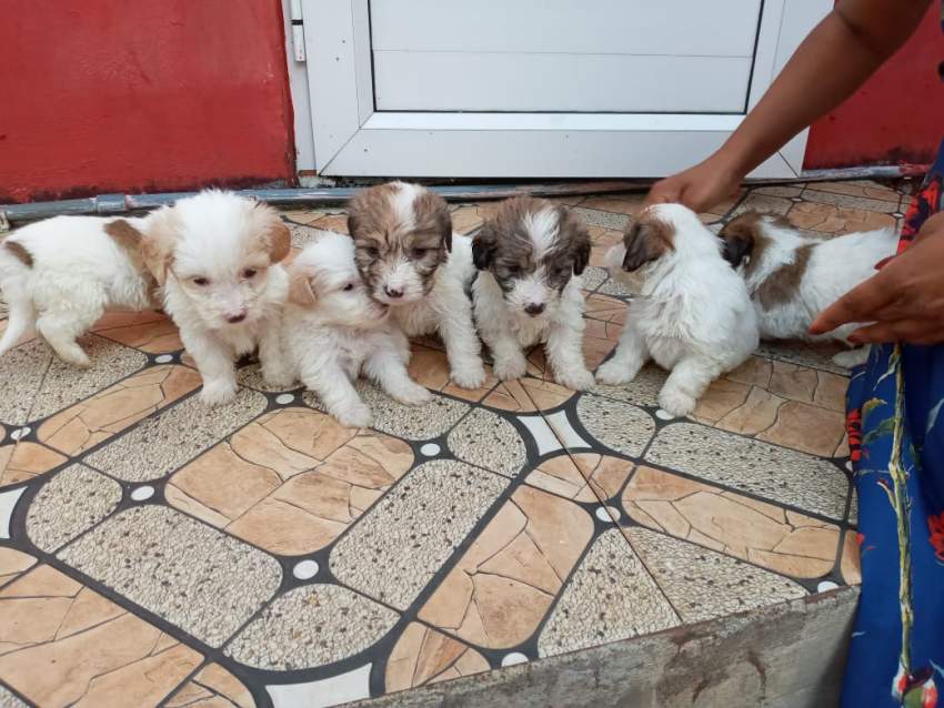 Chien griffon nain pur sang a vendre - 4 - Dogs  on Aster Vender