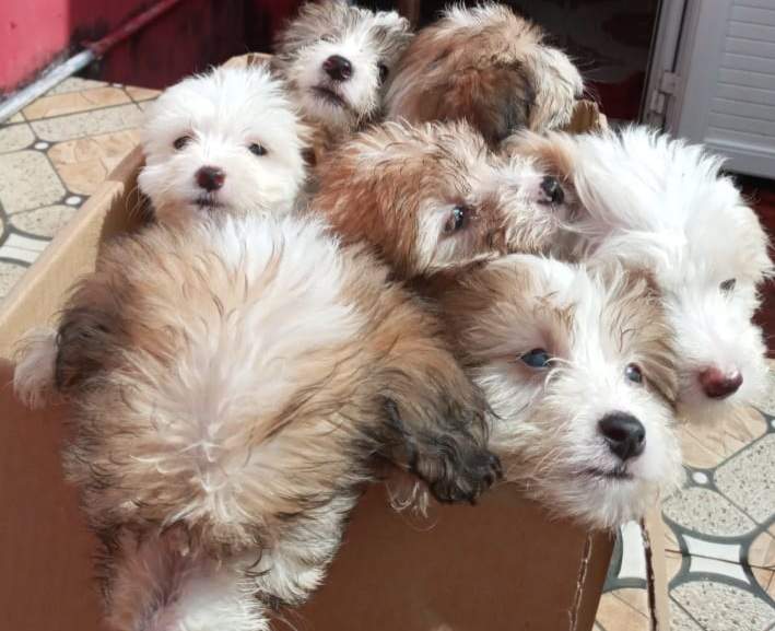 Chien griffon nain pur sang a vendre on Aster Vender