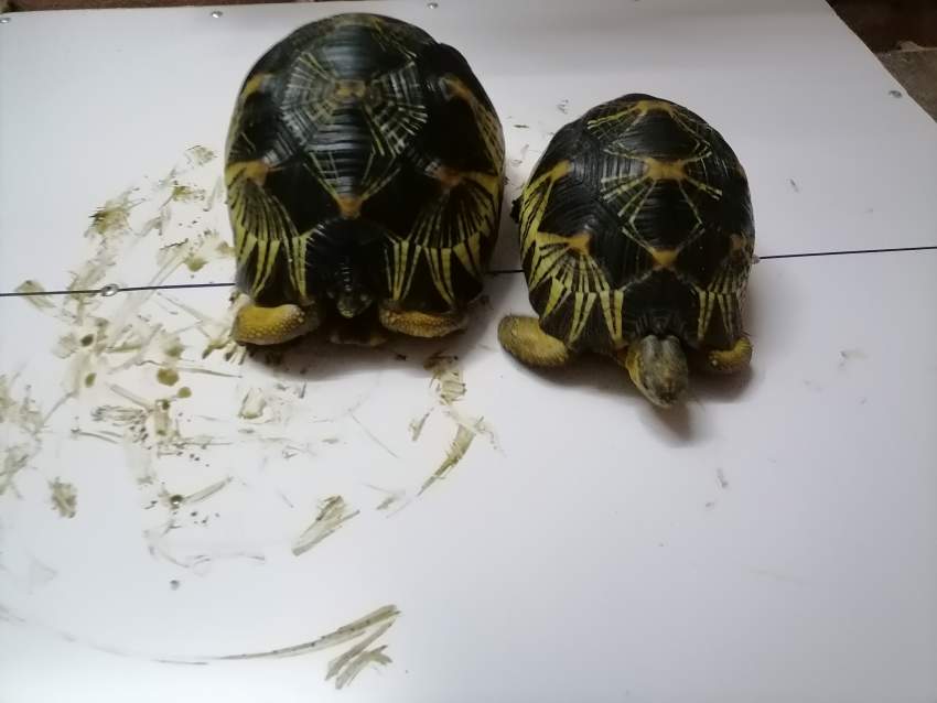 Tortue - 2 - Turtles  on Aster Vender