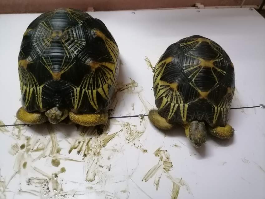 Tortue - 1 - Turtles  on Aster Vender