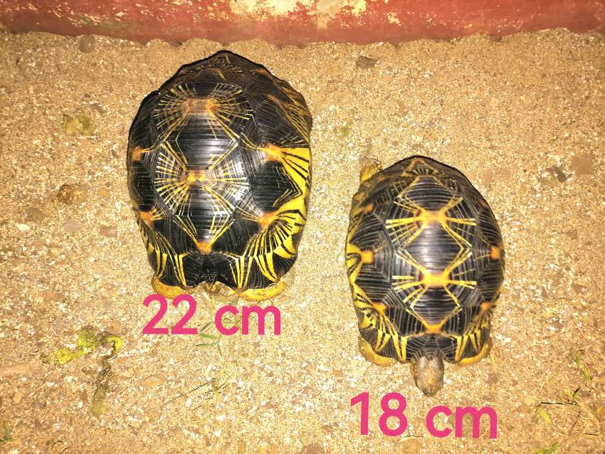 Tortue - 0 - Turtles  on Aster Vender