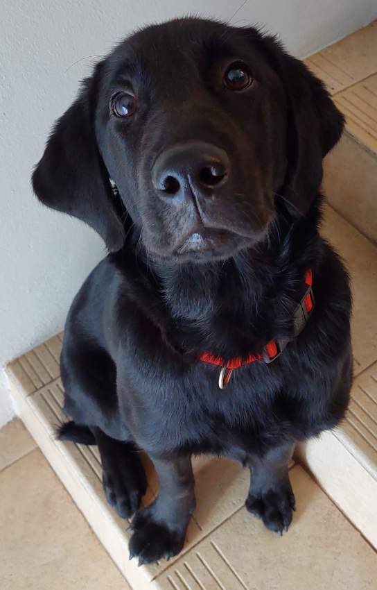 Black Labrador - 0 - Dogs  on Aster Vender