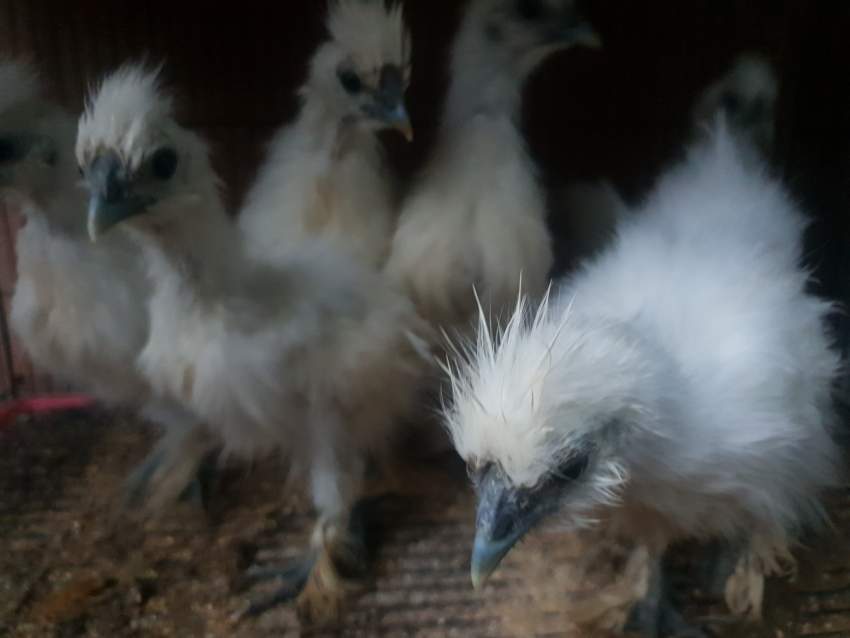 Silkie Breeding Pair - 2 - Birds  on Aster Vender
