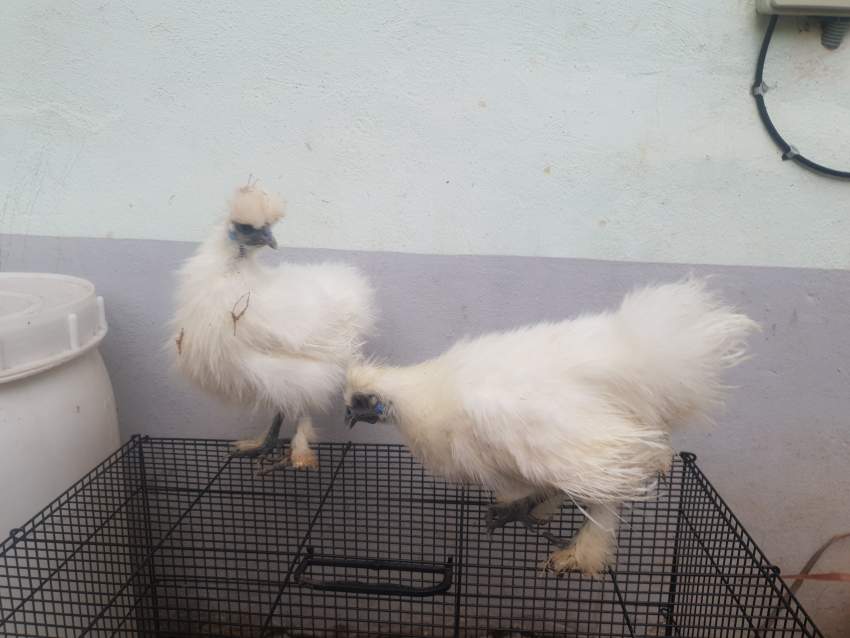 Silkie Breeding Pair - 1 - Birds  on Aster Vender