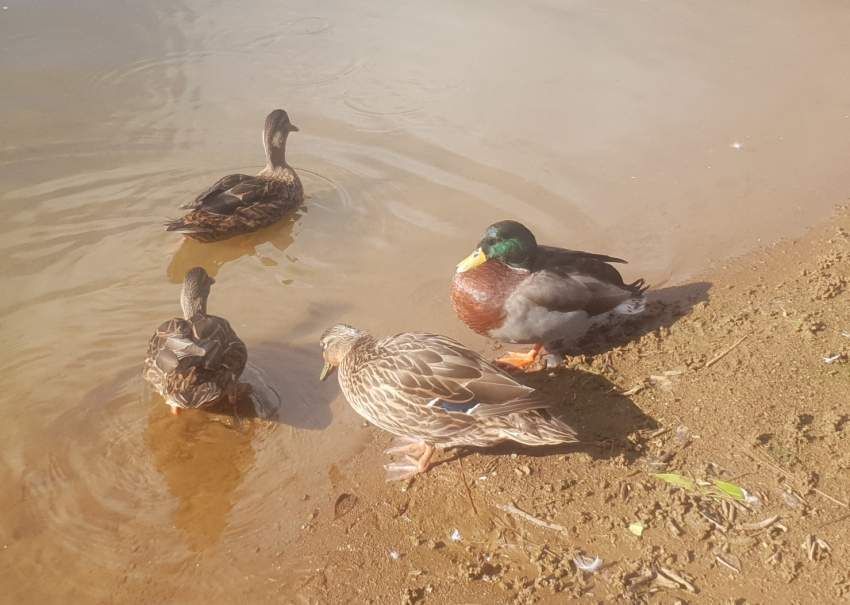 Colvert Call Duck - 1 - Birds  on Aster Vender