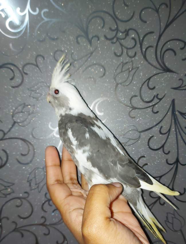 Cockatiel - 1 - Birds  on Aster Vender