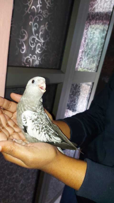 Cockatiel - 3 - Birds  on Aster Vender