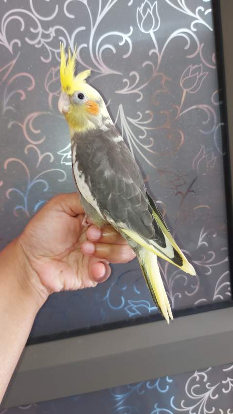 Cockatiel - 2 - Birds  on Aster Vender