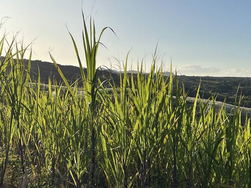 Agricultural Land Bel Ombre - 1 - Land  on Aster Vender