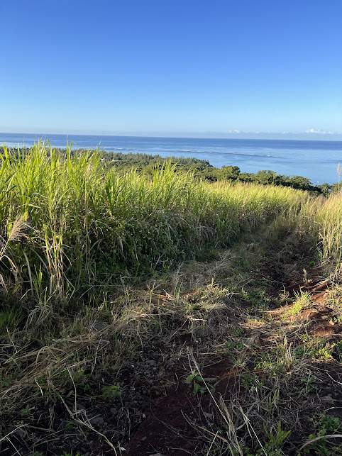 Agricultural Land Bel Ombre - 2 - Land  on Aster Vender