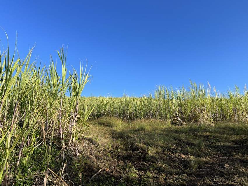 Agricultural Land Bel Ombre - 3 - Land  on Aster Vender