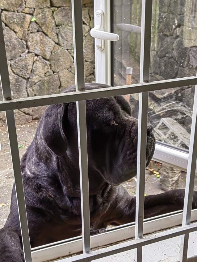 Cane corso - 0 - Dogs  on Aster Vender