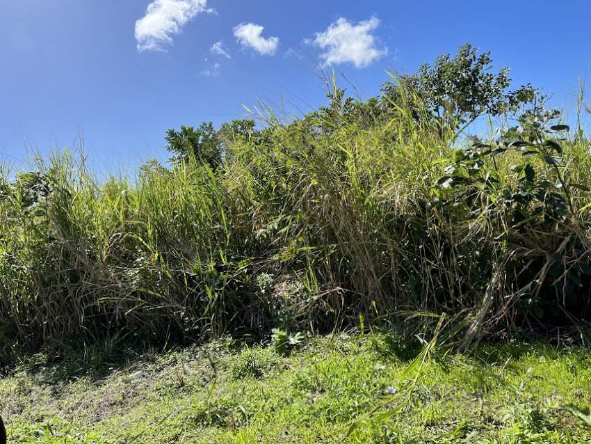 Residential Land Rose Belle - 0 - Land  on Aster Vender