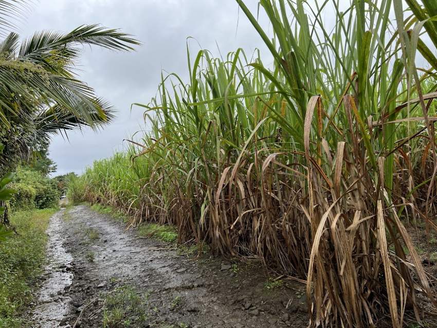 Agricultural Land New Grove - 1 - Land  on Aster Vender
