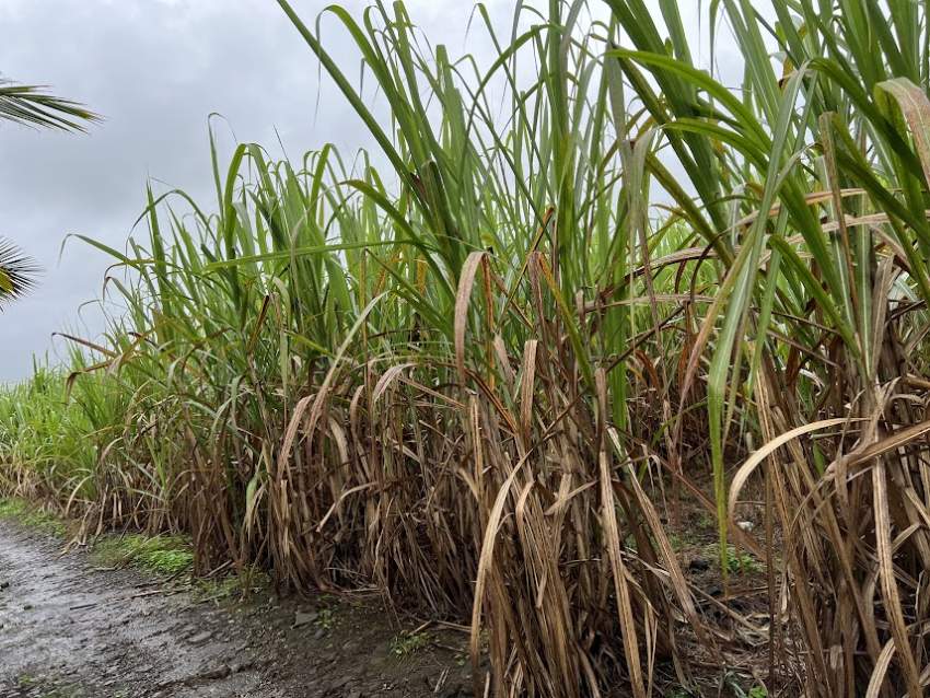 Agricultural Land New Grove - 0 - Land  on Aster Vender