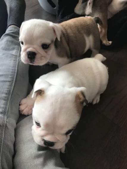 ENGLISH BULLDOGS - 2 - Dogs  on Aster Vender