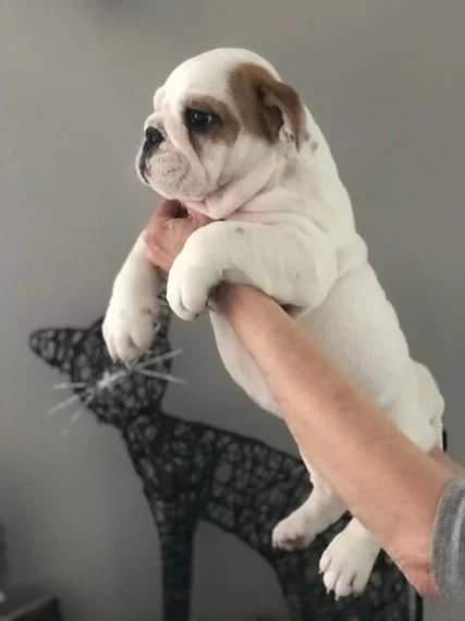 ENGLISH BULLDOGS - 3 - Dogs  on Aster Vender