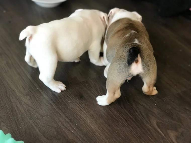 ENGLISH BULLDOGS - 1 - Dogs  on Aster Vender