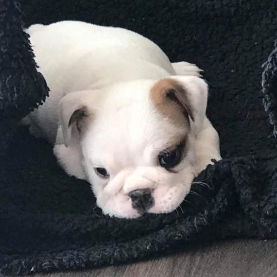 ENGLISH BULLDOGS - 5 - Dogs  on Aster Vender