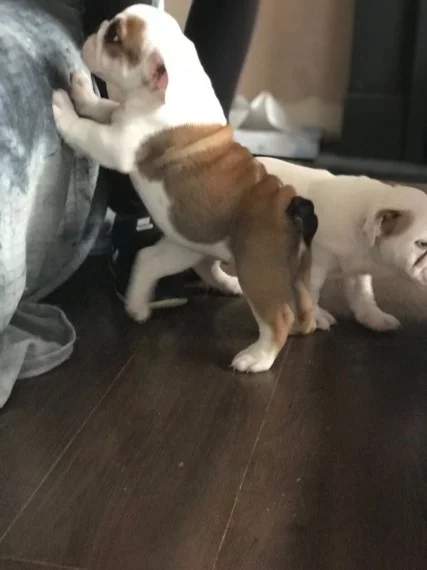 ENGLISH BULLDOGS - 4 - Dogs  on Aster Vender