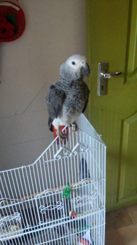 African Grey Bird - 0 - Birds  on Aster Vender