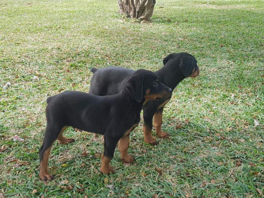 A vendre chiots rottweiler  - Dogs on Aster Vender