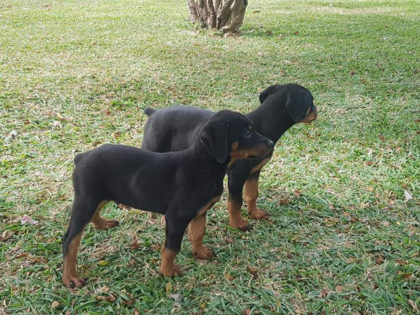 A vendre chiots rottweiler  - 0 - Dogs  on Aster Vender
