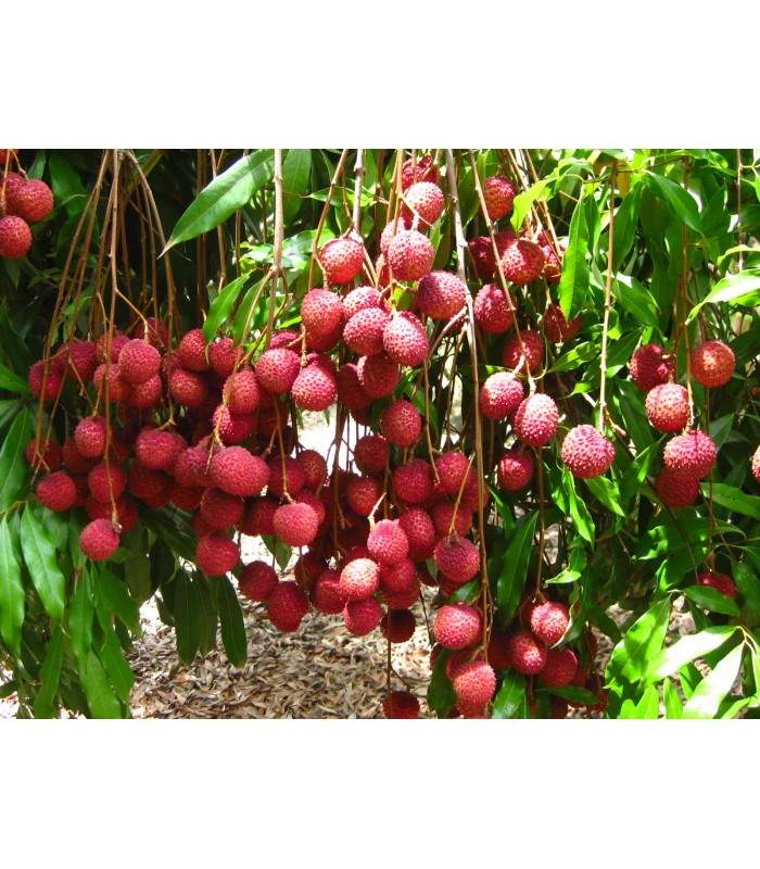 Letchi trees  - 2 - Plants and Trees  on Aster Vender