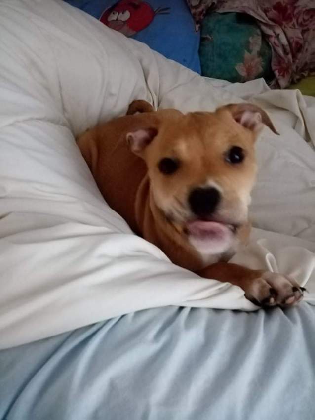 Chiens  - 4 - Dogs  on Aster Vender