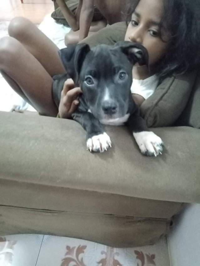 Chiens  - 2 - Dogs  on Aster Vender