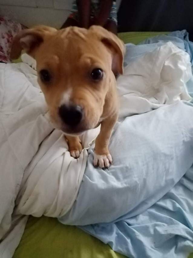 Chiens  - 5 - Dogs  on Aster Vender