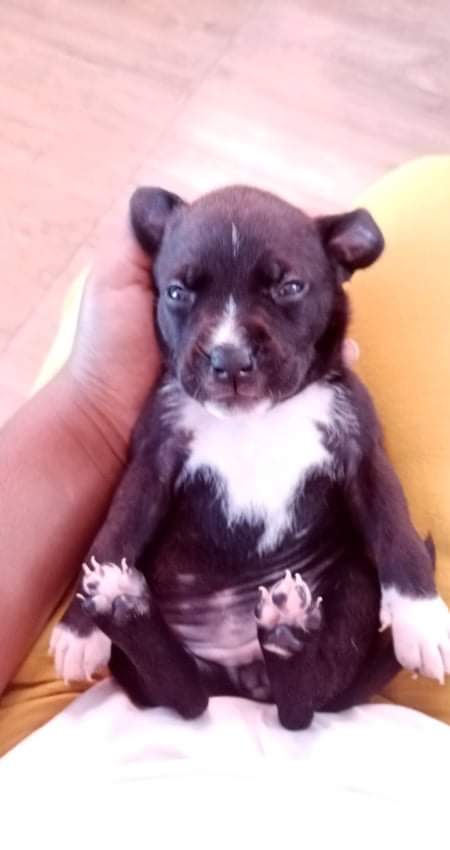 Chiens  - 1 - Dogs  on Aster Vender