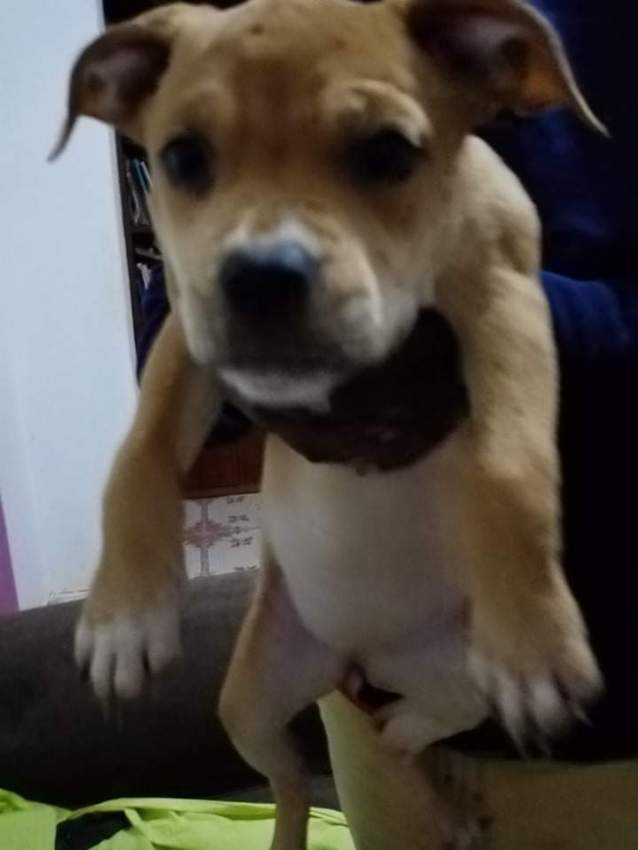 Chiens  - 0 - Dogs  on Aster Vender