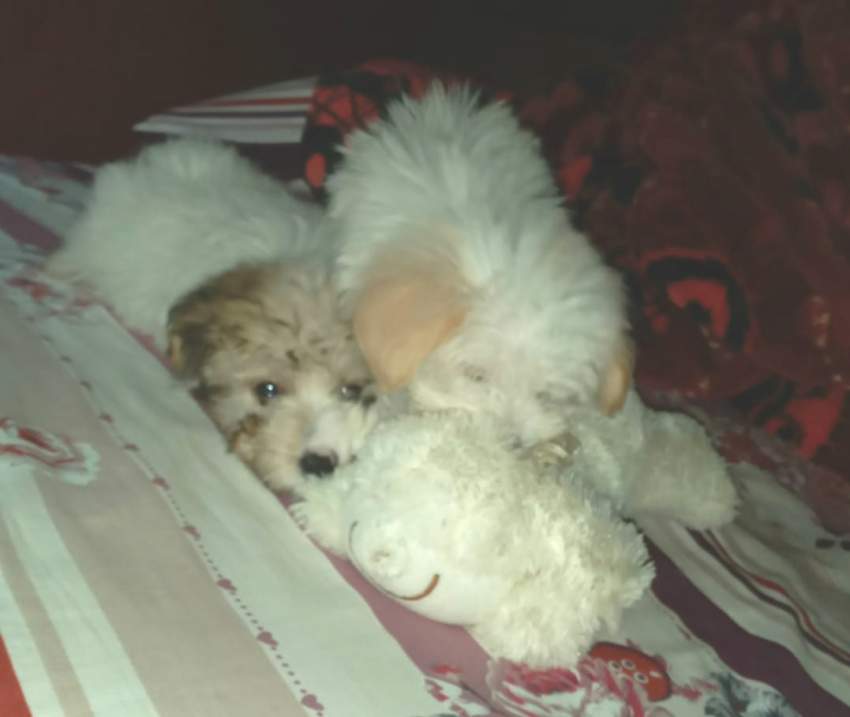 Chien griffon nain pur sang a vendre - 2 - Dogs  on Aster Vender