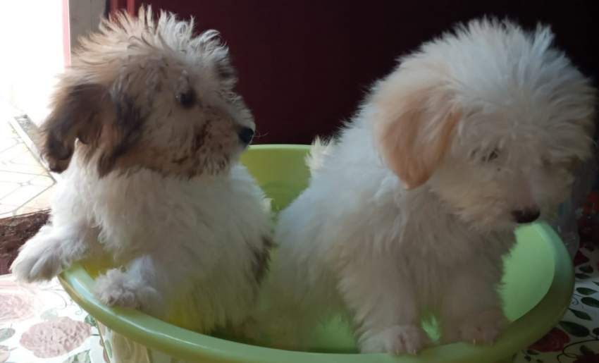 Chien griffon nain pur sang a vendre - 1 - Dogs  on Aster Vender